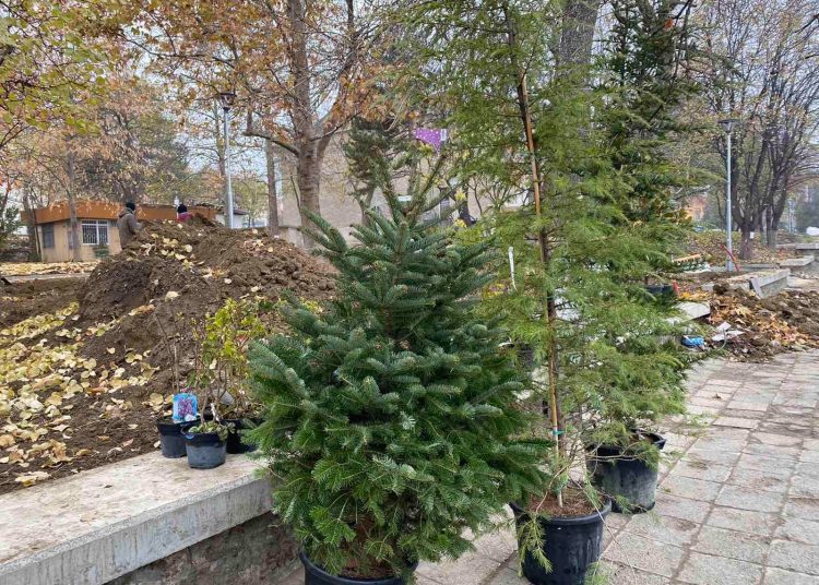 800 дървета и храсти залесиха в Куклен