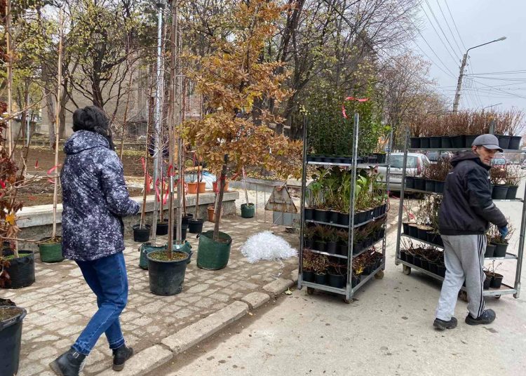 800 дървета и храсти залесиха в Куклен
