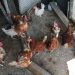 Как да спасим пернатите от инфлуенца