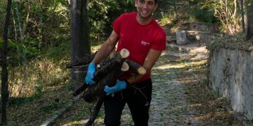Забраниха износа на необработена дървесина